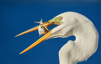 Grande aigrette MBury web2