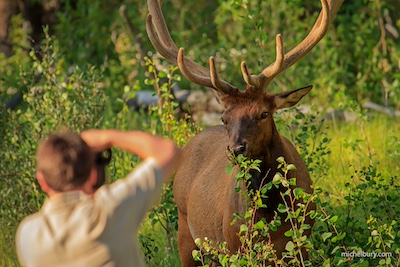 Wapiti male et photographe MBury fe copie