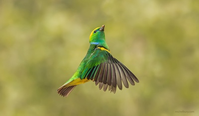 Oiseau du Costa Rica copie web