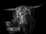 Meloche Marie Claude Vache des hautes terres