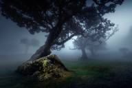 Chalut Carole La foret enchantee