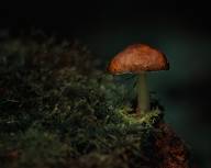 Rouillard Marcel Lumière du sous bois