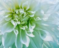 Nature Pierre Bourgault